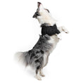 Load image into Gallery viewer, Suitical Recovery Sleeve® Dog
